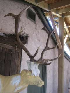 6x5 ELK RACK Antlers taxidermy mount deer mule whitetail moose bear 