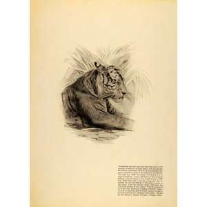  1922 Print Tiger Male Attention West Coast Engrave Wild 
