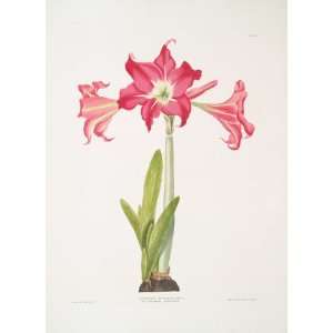     Amaryllis solandriflora var. or Ama 