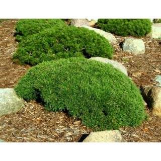 Dwarf Yedda Indian Hawthorn One Gallon 