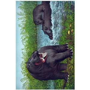 11x 14 Poster.  Hippopotamus  Wild Life Poster. Decor with Unusual 