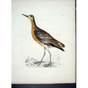  RARE HAND COLOURED KELLY BIRD c1840 RED SAND PIPER