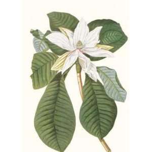  Magnolia Folis Oblongis   Poster by Georg Dionysius Ehret 