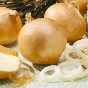   Yellow Sweet Spanish Onion (Seeds By Seed Needs) Patio, Lawn & Garden