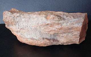   Arizona Petrified Rainbow Agate Fossil Fossilized Wood Limb Specimen