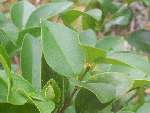 Waxleaf Privet Evergreen Shrub for Hedges, 1 2 ft Plant  