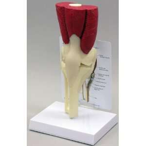 Muscled Knee Anatomical Model  Industrial & Scientific