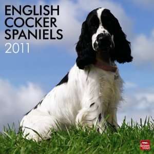  English Cocker Spaniels (International) 2011 Wall Calendar 