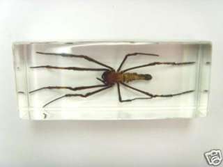 Giant Wood Spider (Nephila maculata) Insect Specimen  