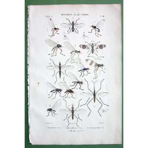   Muscidae #20   1846 H/C Hand Colored Antique Print 
