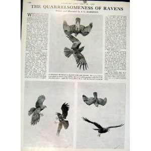   The Quarrelsonebess Of Ravens 1947 Country Life Birds