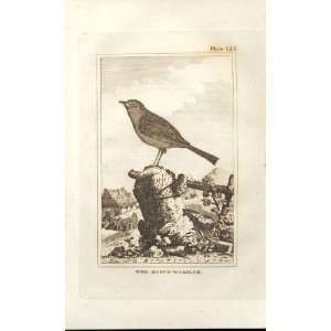 The Hedge Warbler 1812 Buffon Birds Plate 123