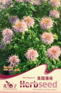 D027 Wild Bergamot Wildflower Flower Herb Seed Pack  