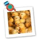 3dRose LLC Farm Animals   Baby Chicks   Quilt Squares