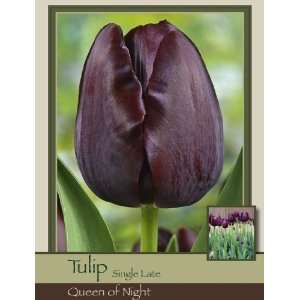  Tulip Single Late Queen of Night Patio, Lawn & Garden