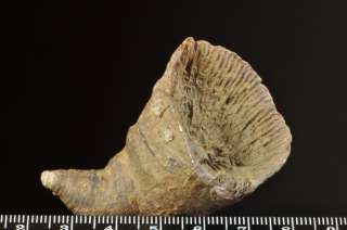 D651  CARBONIFEROUS RUGOSA   SOLITARY CORAL   Zaphrentis sp.  