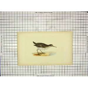   Morris 1903 Hand Coloured Print Bird Spotted Sandpiper