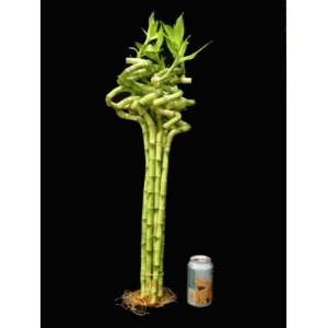KL Design & Import   10 Stalks 18 Sprial Lucky Bamboo (28 tall top 