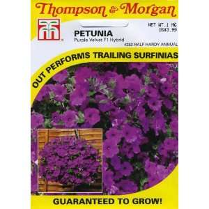   Petunia Purple Velvet F1 Hybrid Seed Packet Patio, Lawn & Garden
