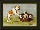 English Picture Print Bulldog Bull Dog Puppies Art