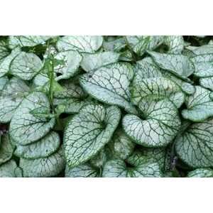  BRUNNERA JACK FROST / 1 gallon Potted Patio, Lawn 
