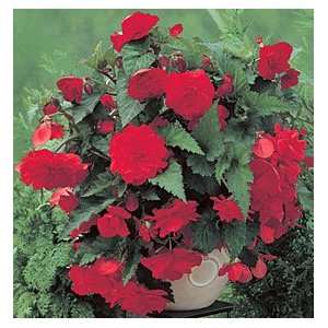  Red Hanging Basket Begonia