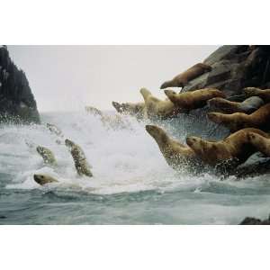   Geographic, Leaping Sea Lions, 20 x 30 Poster Print