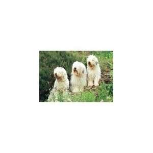  Old English Sheepdogs 300 Piece Puzzle