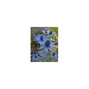  25 BLUE STAR SEA HOLLY Eryngium Flower Seeds Patio, Lawn 