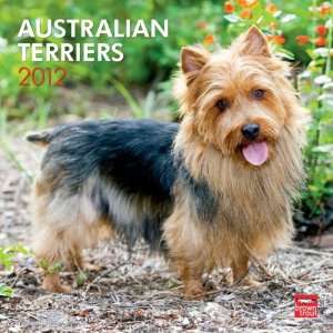  Australian Terriers 2012 Wall Calendar 12 X 12 Office 