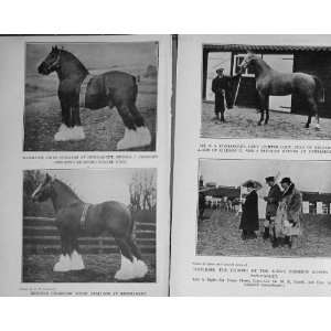    1918 Horses Stallion Show Rickford Secundus Hunter