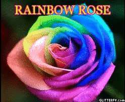15 Rainbow Happy Rose Seeds,Perennials  