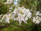 Rhododendron viscosum Summer Eyelet