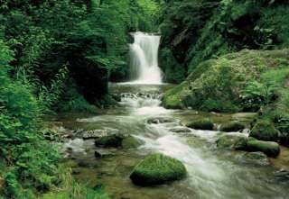 Fototapete Amerika Regenwald Wasserfall USA Oregon 8 tl  