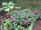   PERENNIAL 8 GERANIUM GROUND COVERS OLD FASHIONED BEVANS VARIETY