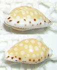 Conchiglia Shell CYPRAEA ASTARYI Polinesia 12,9 mm FAT GEM 0363