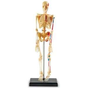 Learning Resources Human Skeleton Anatomy Model NEW  