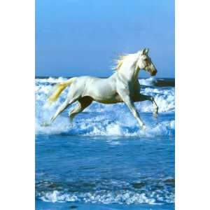  Wild Horse Poster Running on the Beach Rare Poster Print 