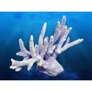  Deep Blue Pro Coral Replica Staghorn Coral 13.5X4.5X9.5 
