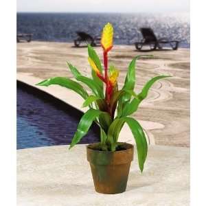   USA zeusd1 CALA 4270329 Potted Sword Bromeliad