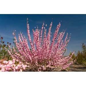   Almond 18  2 1 to 2 branches bareroot bush Patio, Lawn & Garden