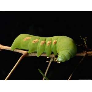 Sphinx Moth Caterpillar Eats its Way Across a Leaf National Geographic 