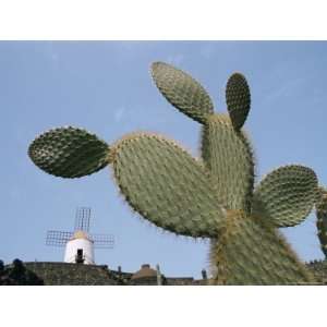 Jardin De Cactus Near Guatiza, Lanzarote, Canary Islands, Spain 