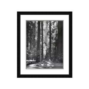 Ansel Adams Framed Art Redwoods   Founders Grove