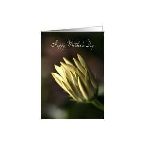  Happy Mothers Day   Daisy Bud Card Health & Personal 