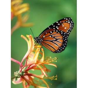  Queen Monarch resting on Spiderflower, Woodland Park Zoo 