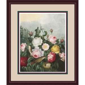  Roses by Robert John Thornton, M.D.   Framed Artwork 