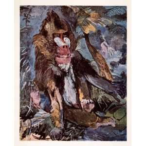   Monkey Jungle Rainforest Baboon Oskar Kokoschka   Original Color Print