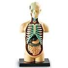 Human Body Anatomy Model Makes A Great Gift New