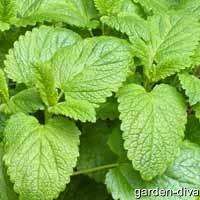 Lemon Balm (Melissa officinalis)   100 Seeds  